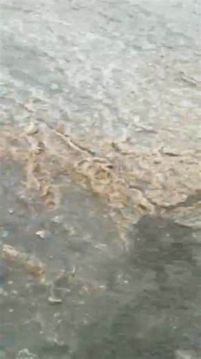 Videoen er tatt mellom Stokken og Furuholmen på Hvaler av Are S. Grønsund torsdag 29.1.26. Hør kommentaren mot slutten👍 | Redd Hvalerskjærgården og Oslofjorden