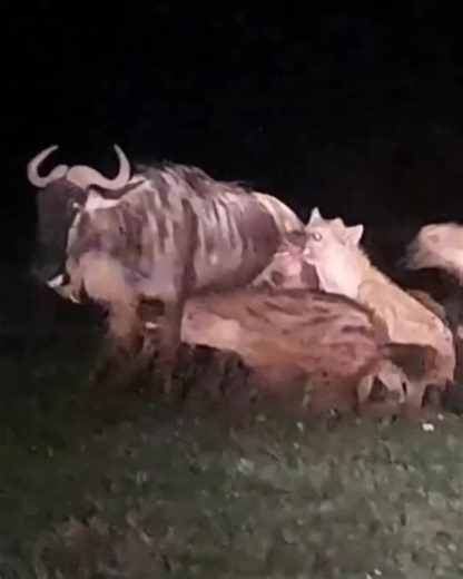 Wildlife Encounter: Male Wildebeest Mating Behavior