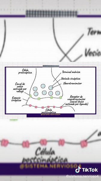 Entendiendo la Sinapsis Química en Neurosciencia