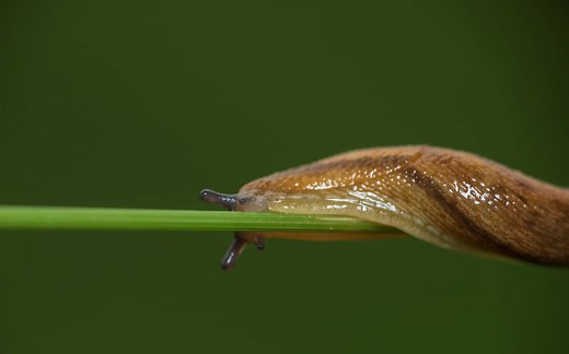 Slug Lifespan: How Long Do Slugs Live?