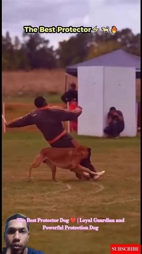 The Best Protector Dog ❤️ | Loyal Guardian and Powerful Protection Dog #dogcoach #malinois #k9master