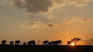 418 reactions · 23 shares | Pachyderm parade from dawn to dusk to kickstart #worldelephantday celebrations. Kicheche Mara North Tinka Jimmy Kicheche Valley @naboishoconservancy Donna M Goldstein | Kicheche Camps | Facebook