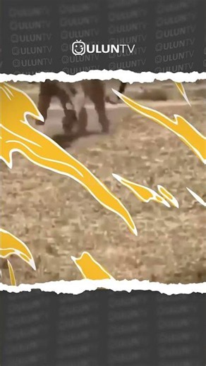 Mother wild boar saves her piglet from a leopard #uluntv #wildlife #wildtv #shortsvideo