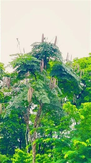 Nature’s Strange Tree | what do you call this in your language friends