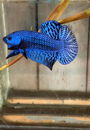 Exploring Wild Betta Fish Variants