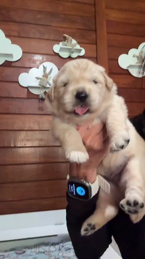 4.1K views · 833 reactions | Gordinha  . . . . #golden #goldens #gff #gffkennel #gffdogstore #goldensofinstagram #goldenretrieversofinstagram #goldenpuppy #ilovepet #ilovedog #pet #dog #ilovegolden_Retrievers #puppy #puppies #criandocomamor #sintaaemocaogff | Golden Friend Forever Kennel Spa E Resort | Facebook