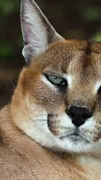 The Caracal - This Cat Can Snatch Birds Mid Air