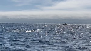 Did you know? Volume Up THE BLOW Gray whales usually surface every 20 seconds as they swim but will often stay under for 3 to 5 minutes when they are eating. If they have been down for 5 minutes, they usually blow 5 times when they surface to replenish their oxygen supply. The blow, or spout, shoots nearly 12 feet high and expels 400 liters of air in a single blast. The whales take a few breaths at the surface then dive again. If they are frightened, they can stay down for 30 minutes, hiding on 