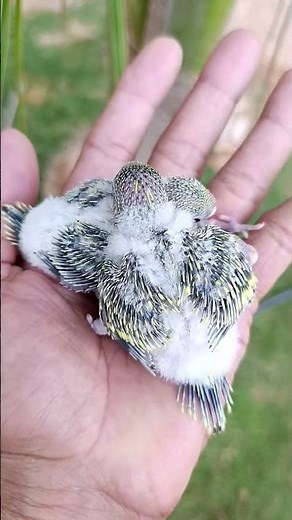 Incredible BEFORE and AFTER of these 2 baby parakeets 🥰 #parakeets