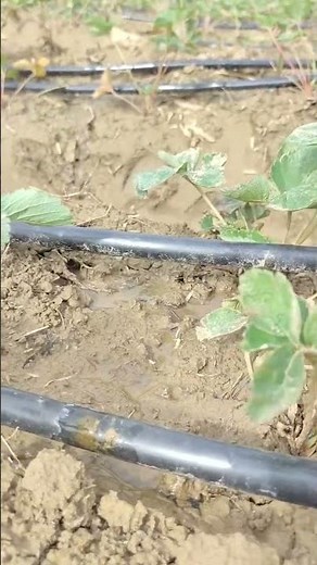 Why Drip Irrigation Delivers Better Results – Field Demo ？
