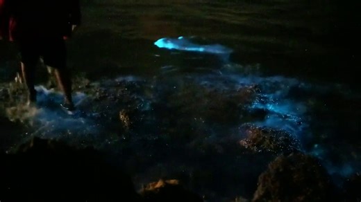 La bioluminiscencia llega a las playas de Murcia: así es este mágico y brillante fenómeno natural