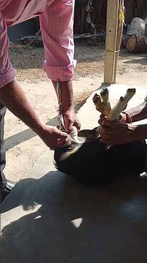 Burdizzo Castration