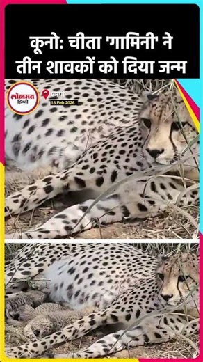 MP के कूनो से आई गुड न्यूज, तीन नए चीता शावक जन्मे AS2