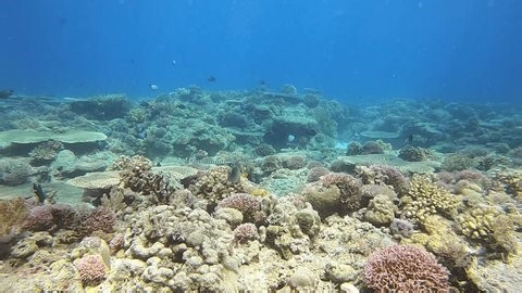 clip-3996147385-banded-sea-snake-swimming-away-over-shallow