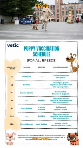 PETPEDIAA on Instagram: "Puppy Proof Your Home! 🐶💉 Wondering when to vaccinate your furry friend? Our informative reel breaks down the essential puppy vaccination schedule. From the first shots to boosters, ensure your pup is protected and ready for adventures! 🐾 #puppyvaccinations #puppycare #doghealthtips #dogowner #petparent #puppylove #puppygram #dogsofinstagram #doglife #animallover #vettips @powerlookofficial"