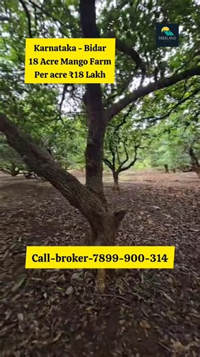 Freeland Properties on Instagram: "18 Acre Plain Mango Farm For Sale | Bidar | Humnabad | Sindankhera Karnataka Call-broker-7899-900-314 150 Km from Hydrabad, well maintaining mango, borewell, plenty of water, suitable for agricultural horticultural purpose, per acre 18 lakh, asking, slightly negotiable. #Purchase #sale #rent #resort #lease #Exchange #commercial #residential #Farm #Usedcarsales #Agricultural Visit Our Facebook Profile 👇👇👇 https://www.facebook.com/mafolongal Visit Our website 