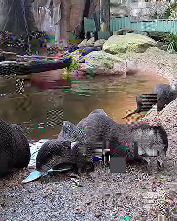 In celebration of World Otter Day, keeper Marty shares some of his favourite facts about the Asian Small-clawed Otter, helping to raise awareness about this vulnerable species.🦦❤️ | Perth Zoo