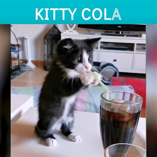 9.4M views · 139K reactions | Get ready for some fluffy fails!!! | The Pet Collective | Facebook