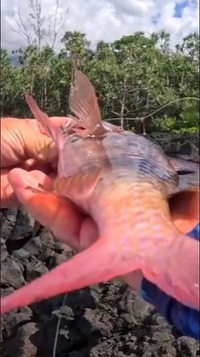 ( 2 ) Poissons que J'aime Pêcher au Leurre du Bord 🐟🐟🎣 #fishing974