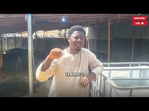 How to Start Catfish Farming in Nigeria With Just ₦350,000 (Full Beginner Guide)