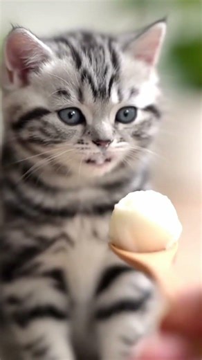 The Great Ice Cream Glitch 🍦😼 #brainfreeze #funnykitten #soravideo