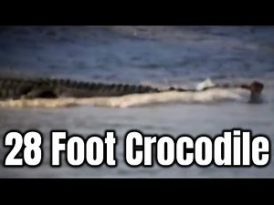 28 Foot Crocodile Seen Swimming in Karumba