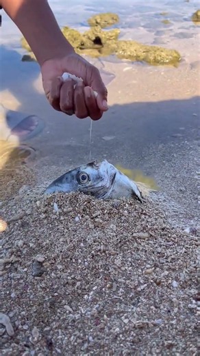 Amazing Beach Fishing Catch Using Simple Bait | Shore Fishing Adventure 🎣