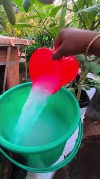 കഞ്ഞി വെള്ളം പച്ചക്കറി ചെടികൾക്ക് ഇങ്ങനെ കൊടുത്തു നോക്കു കരുത്തോടെ വളരും 🥰 #gardening