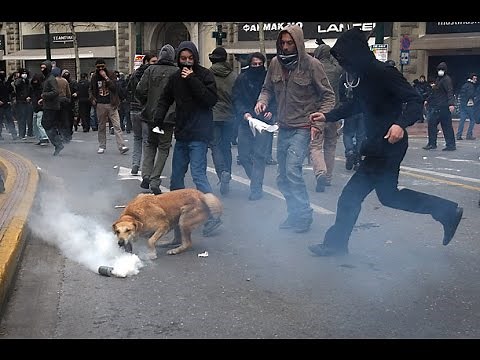 Sausage the Crazy Rioting Dog