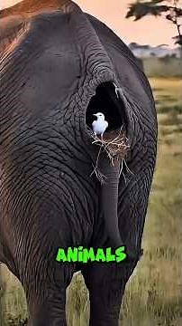 top 4 most useless animals in the world #animals #animallife #facts