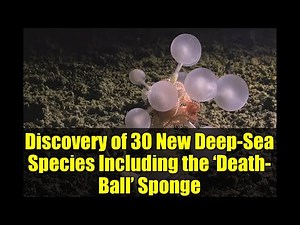 Discovery of 30 New Deep-Sea Species Including the ‘Death-Ball’ Sponge | Ocean Census 2025