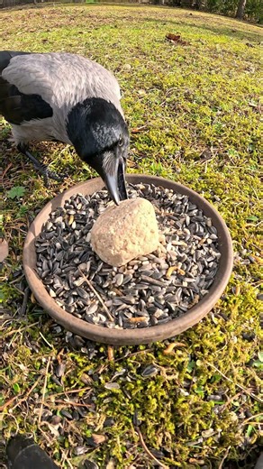 Hooded Crow at the feeder during a calm sunny spring moment