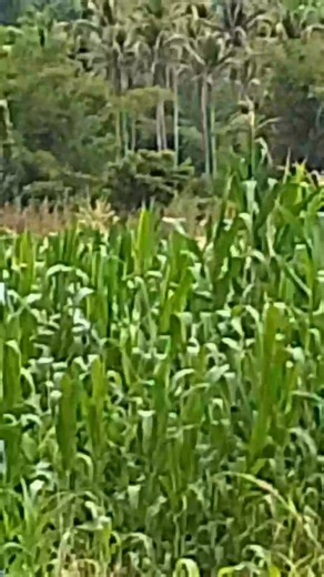 flowering stage | Manuel E. Martinez Jr.