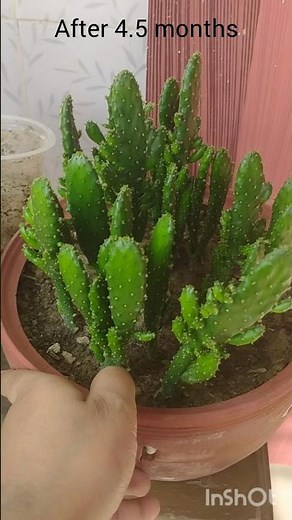 Growing multiple pencil cactus from a single one #plants #cactus #propagation