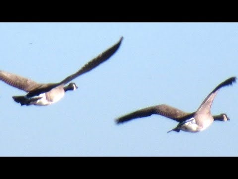 Canada Geese Flying & Honking Loud Sounds