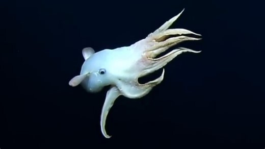 Rare 'Dumbo' octopus filmed in deep sea