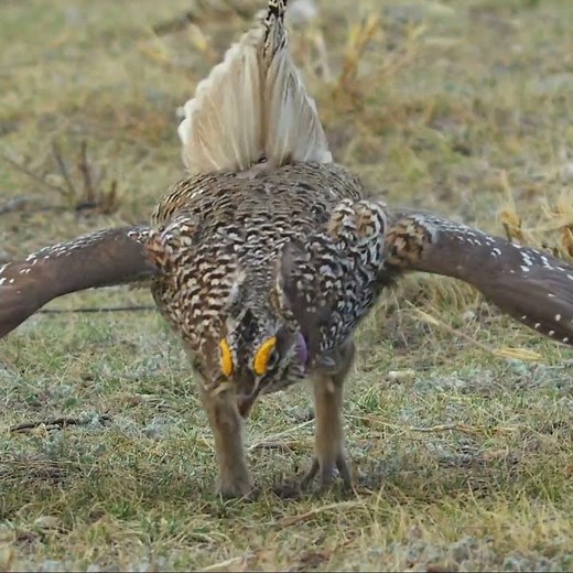 Prairie Chicken mating dancers #shorts