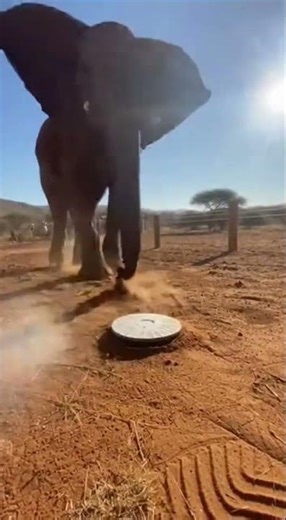 Elephant Encounters Mysterious Object: Smoke and Surprise! #wildlife #elephant
