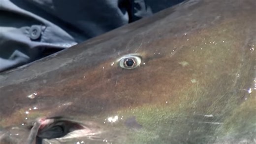 Watch what happens when a fisherman pulls a vampire fish from a deadly river