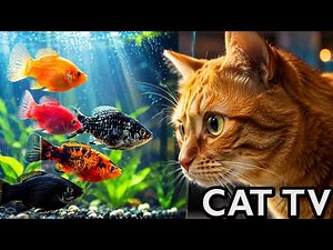 🔴 LIVE Cat TV Fish Tank | Fish for Cats to Watch (4K HDR, No Music) Aquarium