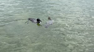 "Ope, just going to swim right past ya!” One of our staff members was on a lake near Park Rapids, MN and spotted this adult and juvenile loon swimming by their dock. | Minnesota Nongame Wildlife Program