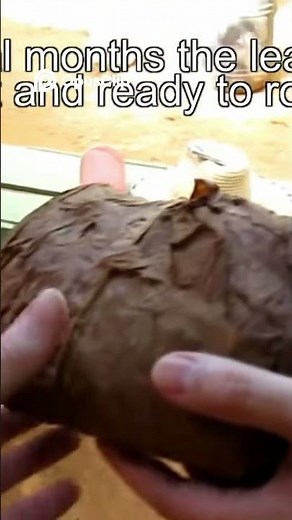 Tobacco Farm: From Plant to Dry Leaf