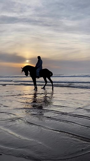 Happy stallion #horserider #dressagehorse #equestrianstyle #equinephotography #jumping #horsegirl #horsemanship #mare #cowboy #horseshow #instagood #horselovers #quarterhorse #animals #pferdem | Oussama_horserider