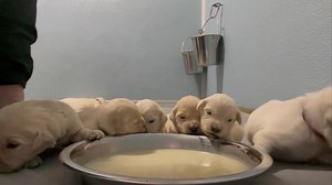 82K views · 1.2K reactions | Syrah Goldens - The Golden Connection on Reels | Facebook