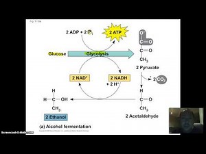 Fermentation Overview