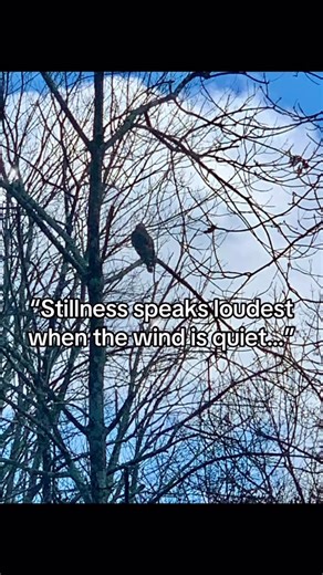 “Like the hawk on bare branches, rise above the noise—clarity lives in the calm.” #motivationalquote #inspiringquotes #harmonyfellowship23 #naturequotes #landscapemotivation #birdsofprey | Motivation.is.key1234
