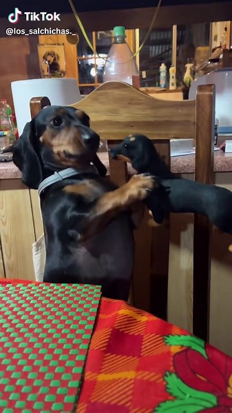 Divertidos Videos de Perros Salchicha en TikTok