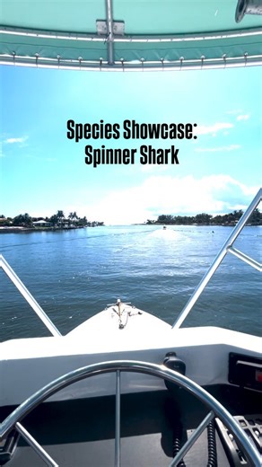 Sleek, fast, and unforgettable. You’ll recognize them by their long snout, black-tipped fins, and their signature move — leaping out of the water while spinning through schools of fish. They hunt with style, sometimes reaching heights of 15 feet! Spinner sharks remind us that the ocean isn’t just powerful — it’s full of surprises. . . . . #sharks #shark #sharkdiving #ecotoursim #florida #palmbeach #miami #adventure #diving #ocean #discovery #travel #explore #wildlife #nature #photography #oceanl