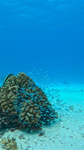 Daily CRISPR Updates on Instagram: "A research team has developed a field-deployable CRISPR-based biosensing platform aimed at monitoring marine ecosystems, especially in the context of climate change and pollution. This portable device allows for the rapid on-site quantification of critical "barometer species," which indicate ocean health. The technology uses CRISPR-Cas12a to detect DNA and RNA from targeted marine species. The team successfully tested the platform on Vibrio bacteria, toxic Pse