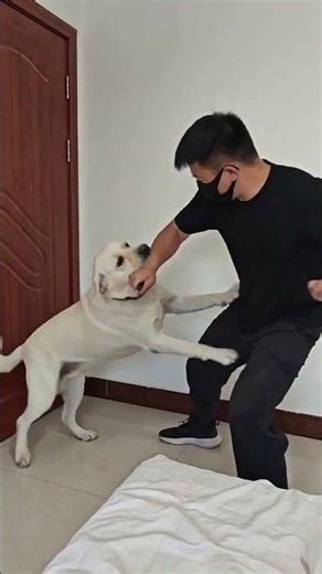 The loyal dog protects the owner and moves the world. The dog protects the owner. The story and